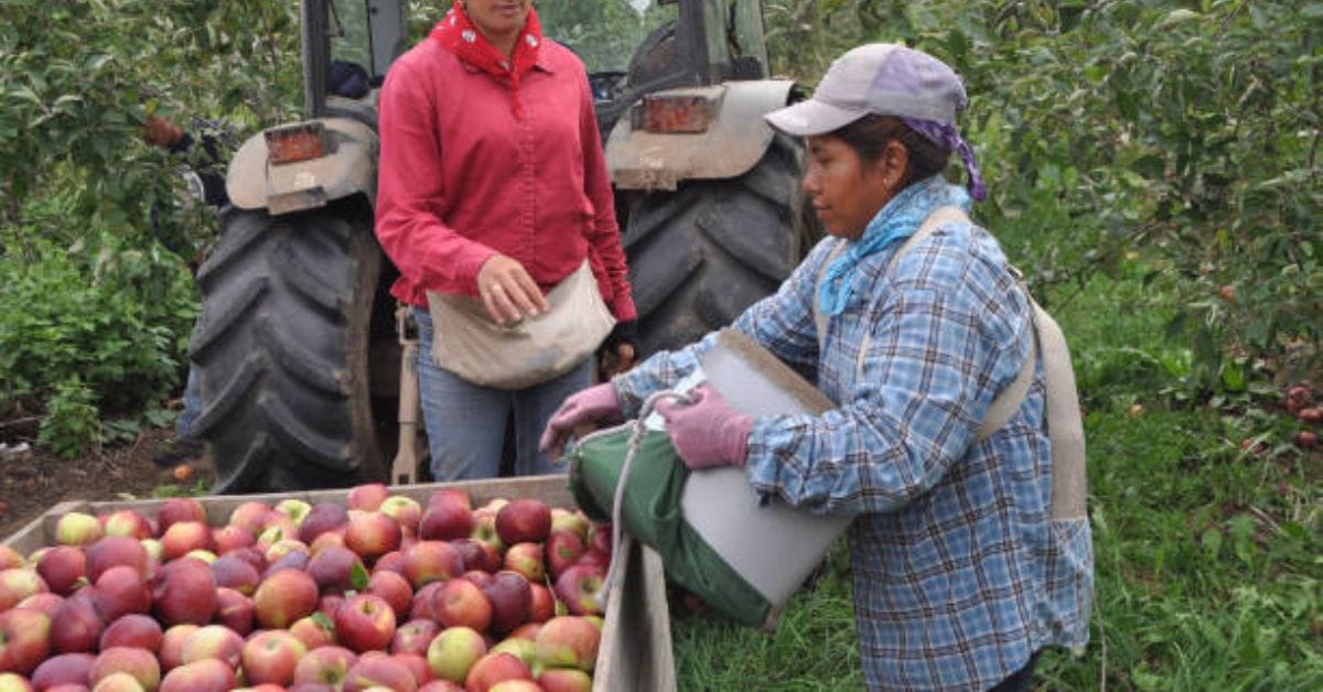 Fruit Farm Worker Jobs in Canada